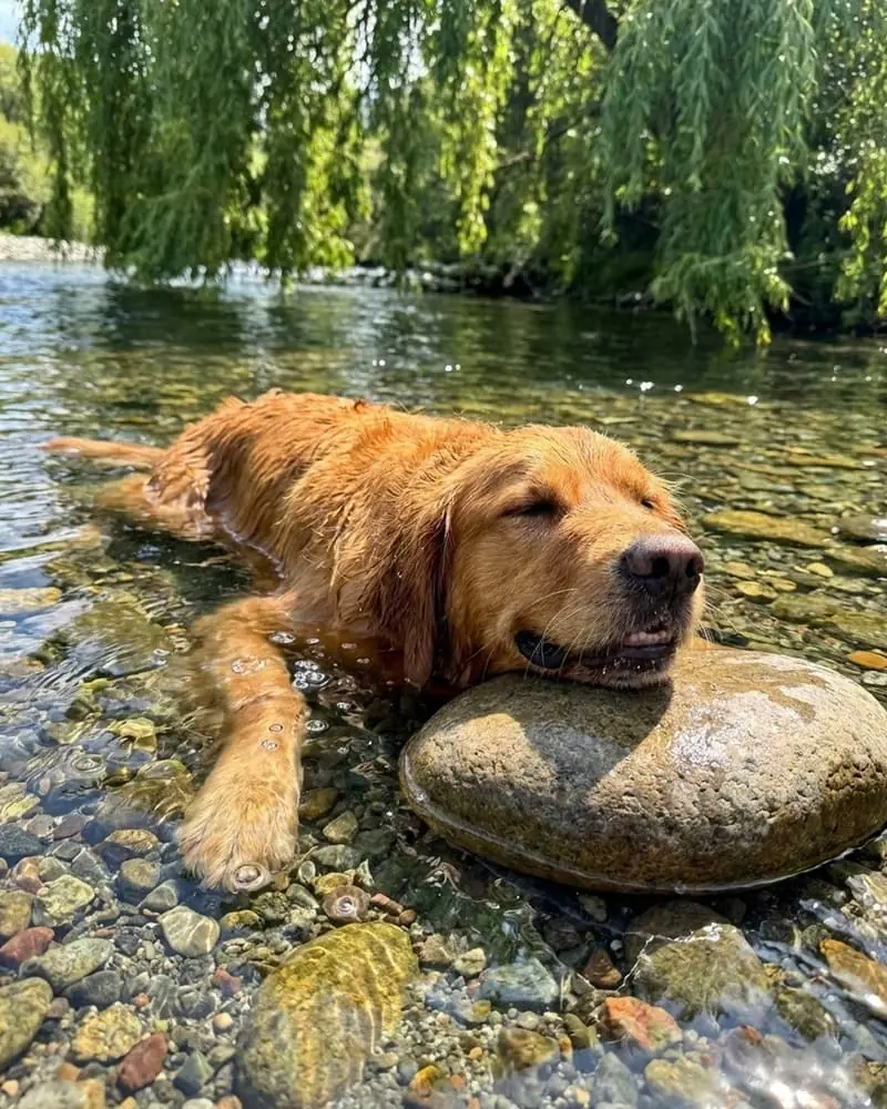 Gîtes acceptant les chiens en Belgique