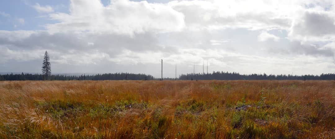 Paysage de tourbière des Hautes Fagnes dans les Cantons de l'Est